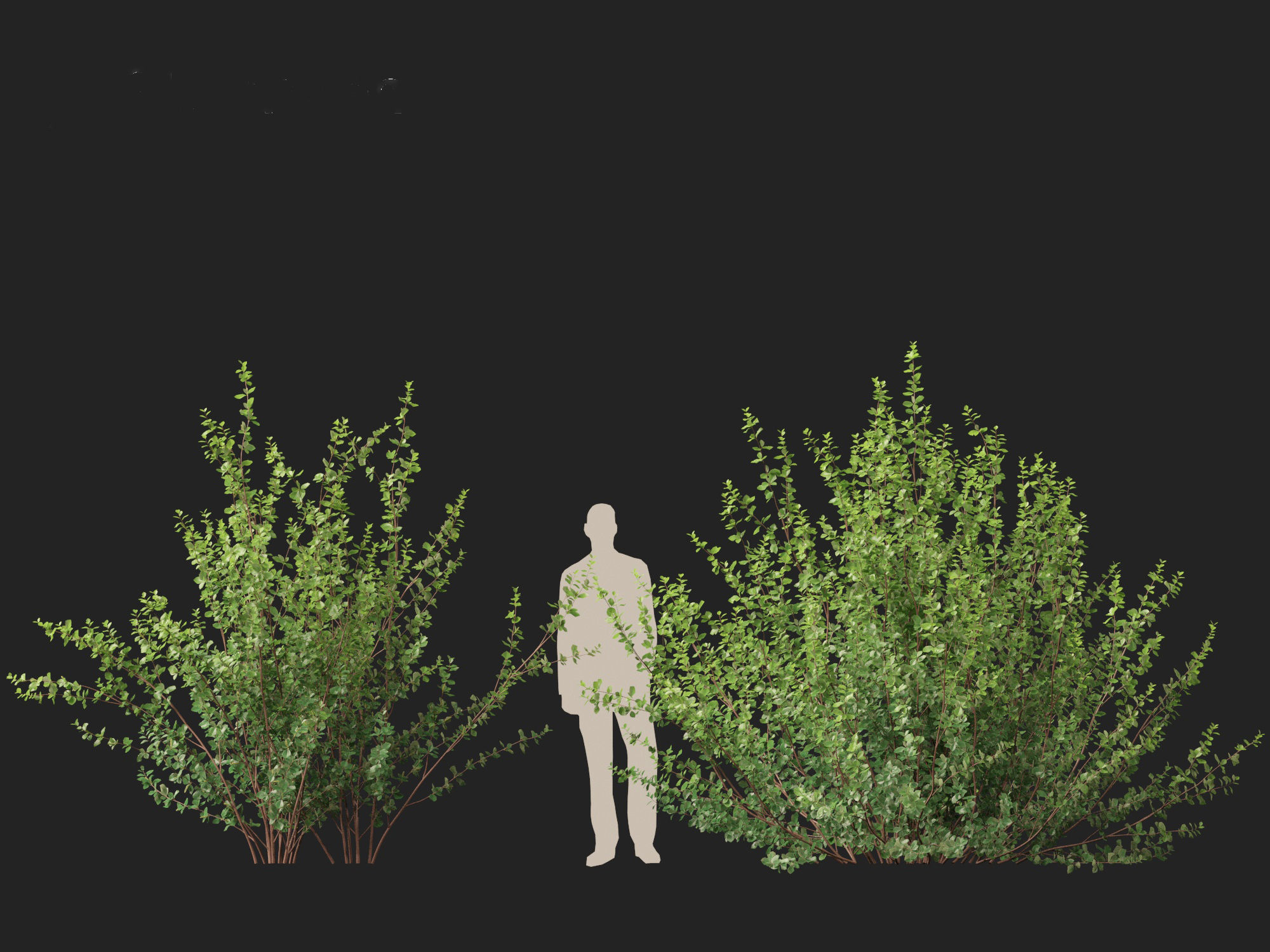Betula pumila - Dwarf Birch 3D model_11