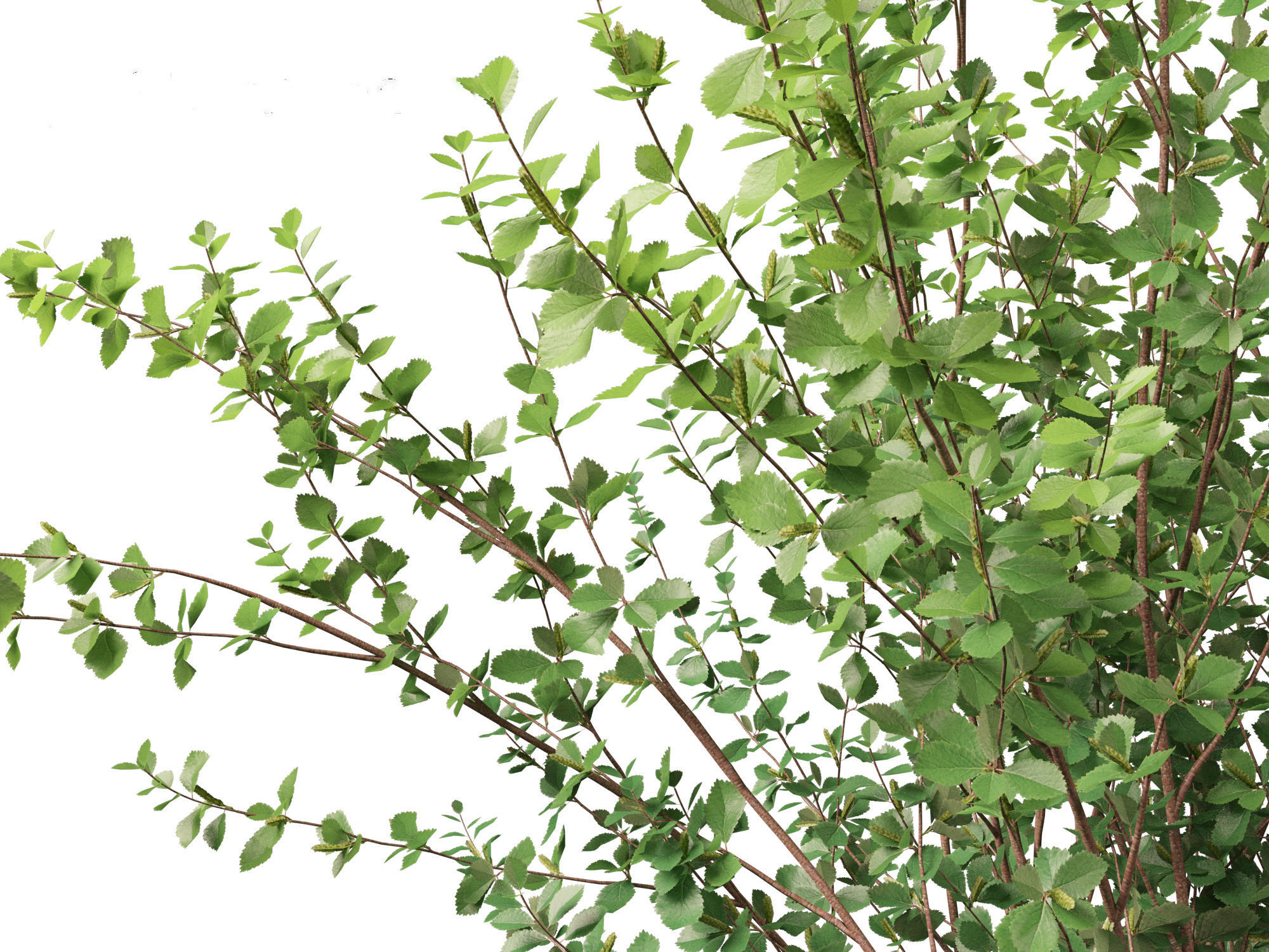 Betula pumila - Dwarf Birch 3D model_3
