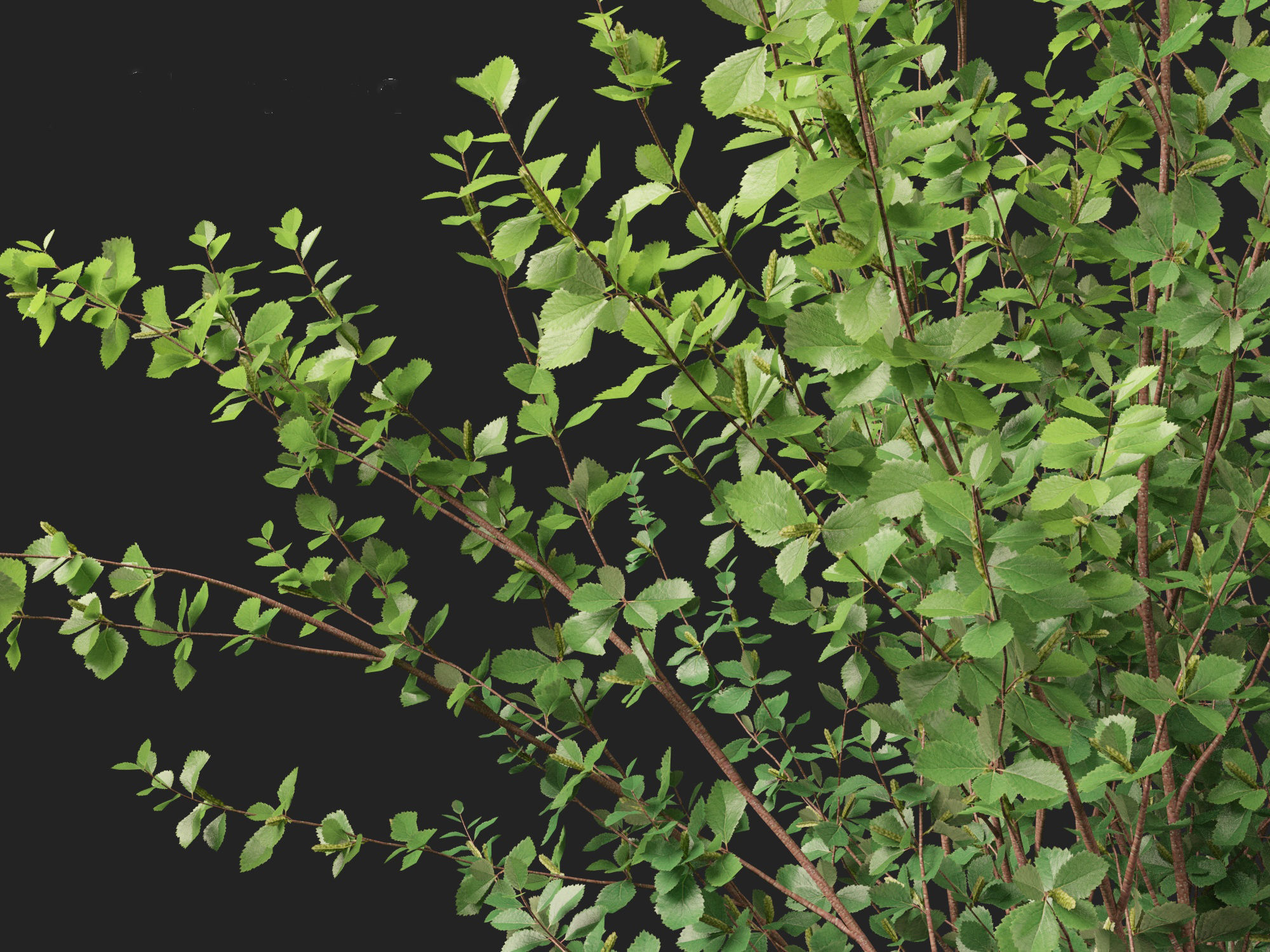 Betula pumila - Dwarf Birch 3D model_4