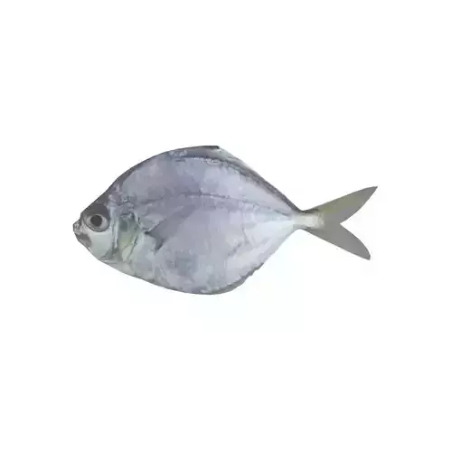 Pony Fish Low-poly 3D model