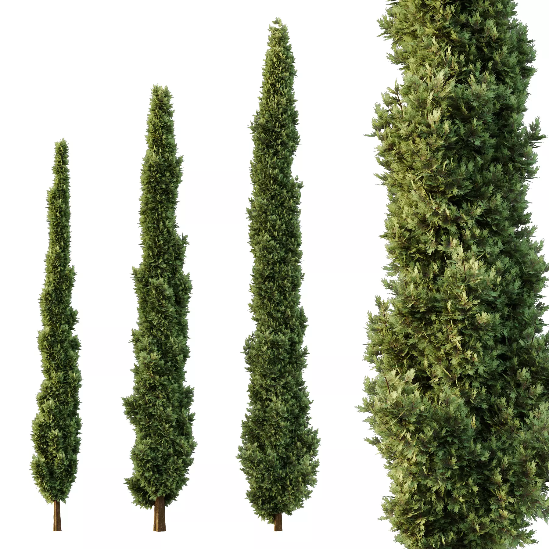Italian Cypress Tree03 3D model_0