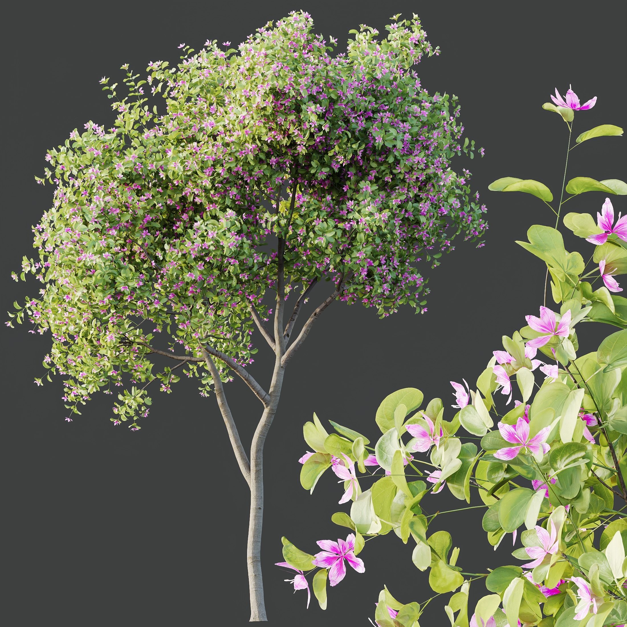 Plants Butterfly Orchid Geranium Bauhinia Purpurea Purple Tree 3D model_2