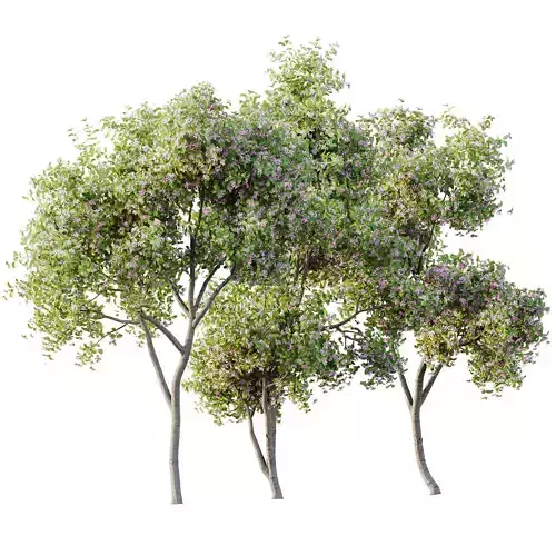 Plants Butterfly Orchid Geranium Bauhinia Purpurea Purple Tree 3D model