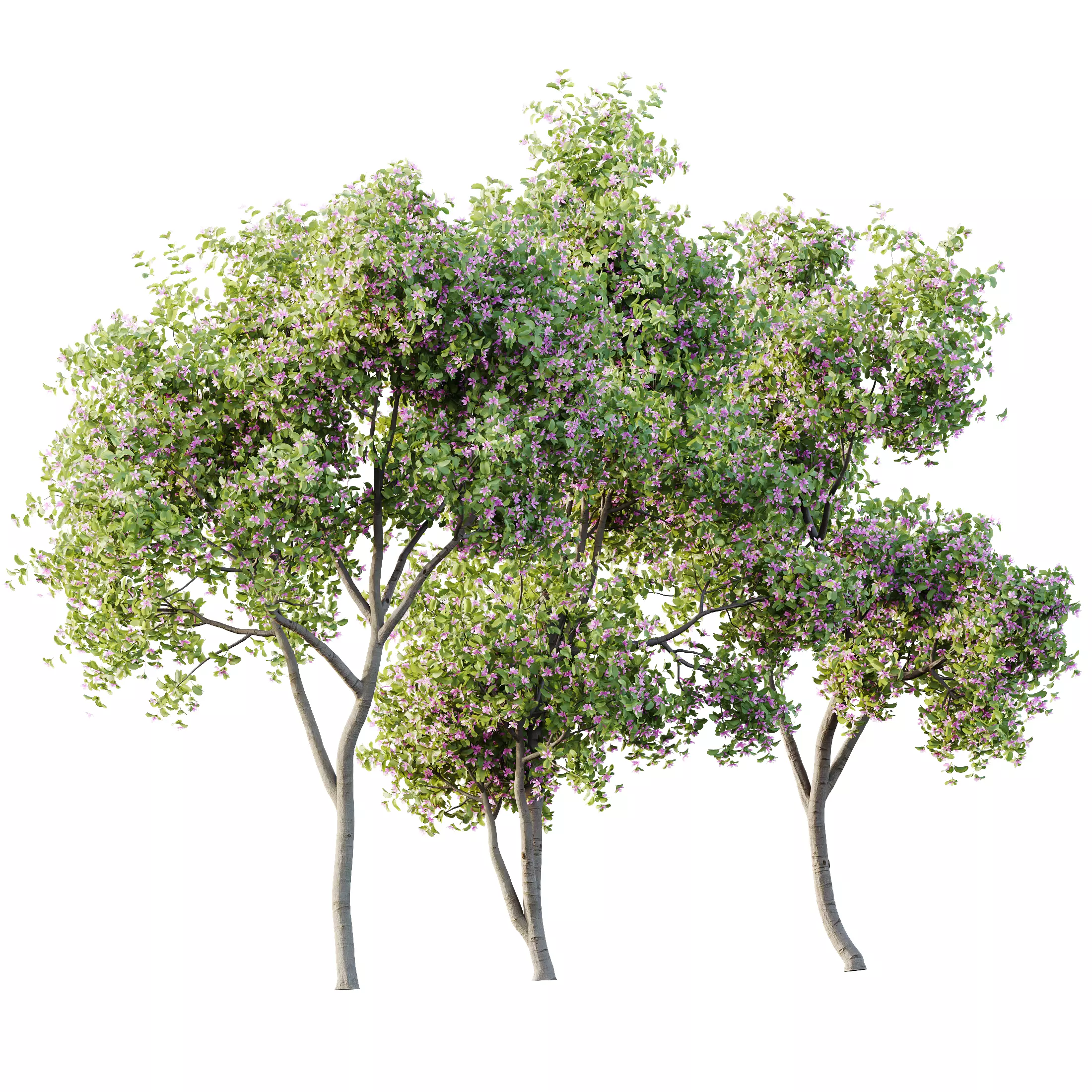 Plants Butterfly Orchid Geranium Bauhinia Purpurea Purple Tree 3D model_0