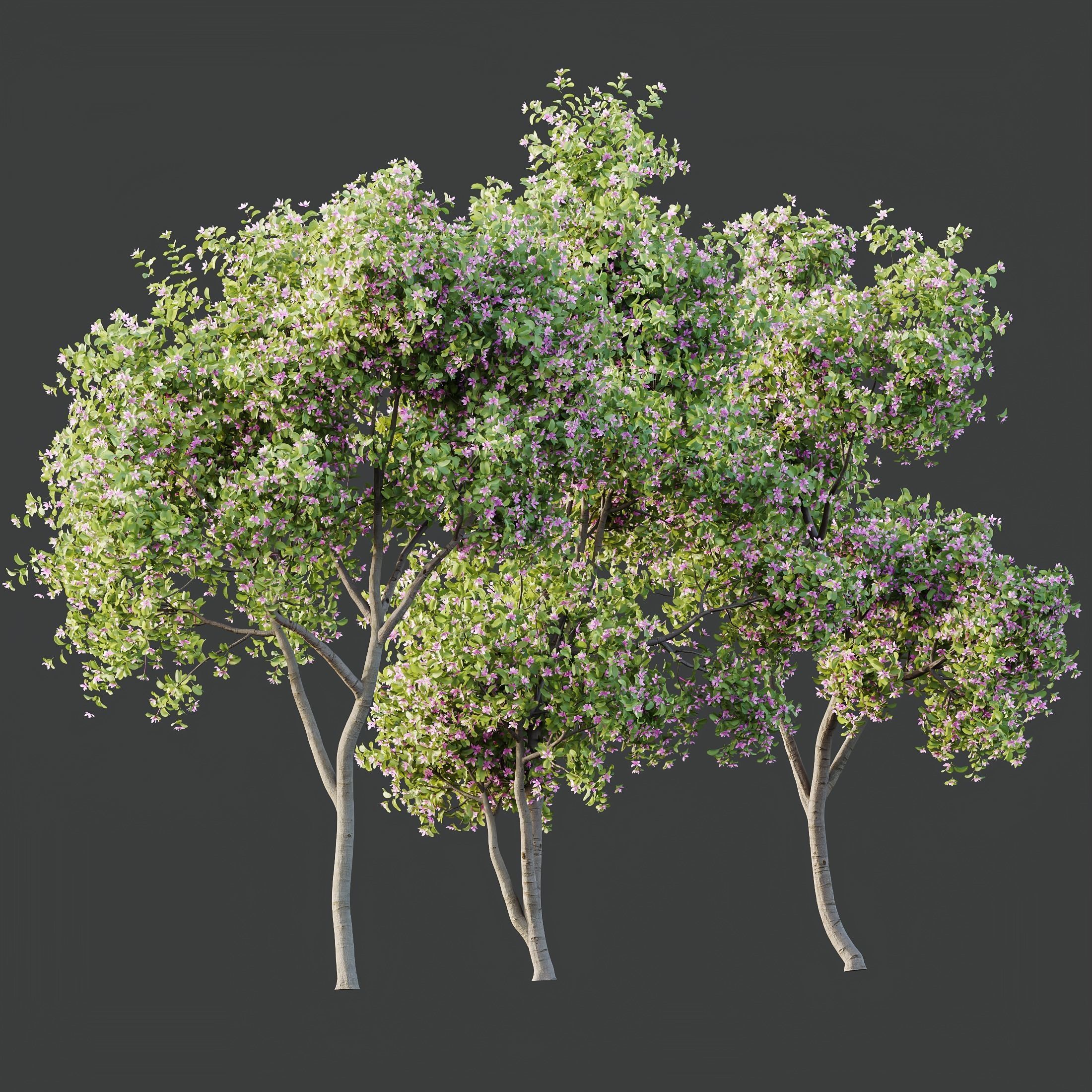 Plants Butterfly Orchid Geranium Bauhinia Purpurea Purple Tree 3D model_1