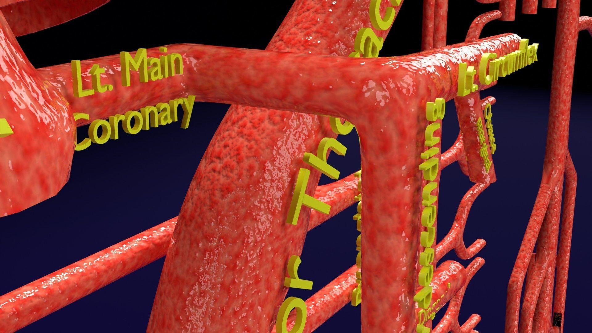 Human arterial system schematic 3D 3D model_33