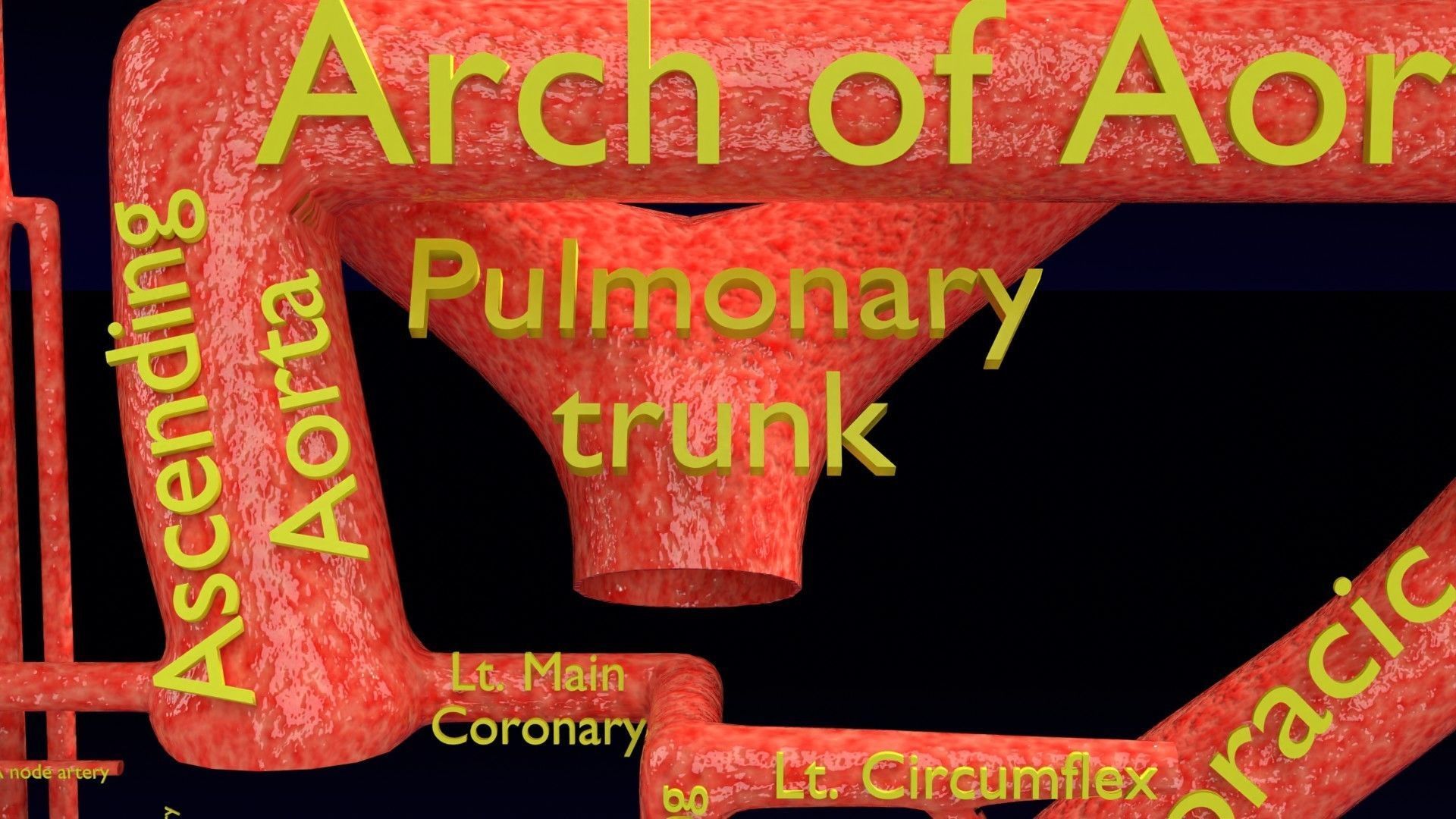 Human arterial system schematic 3D 3D model_30