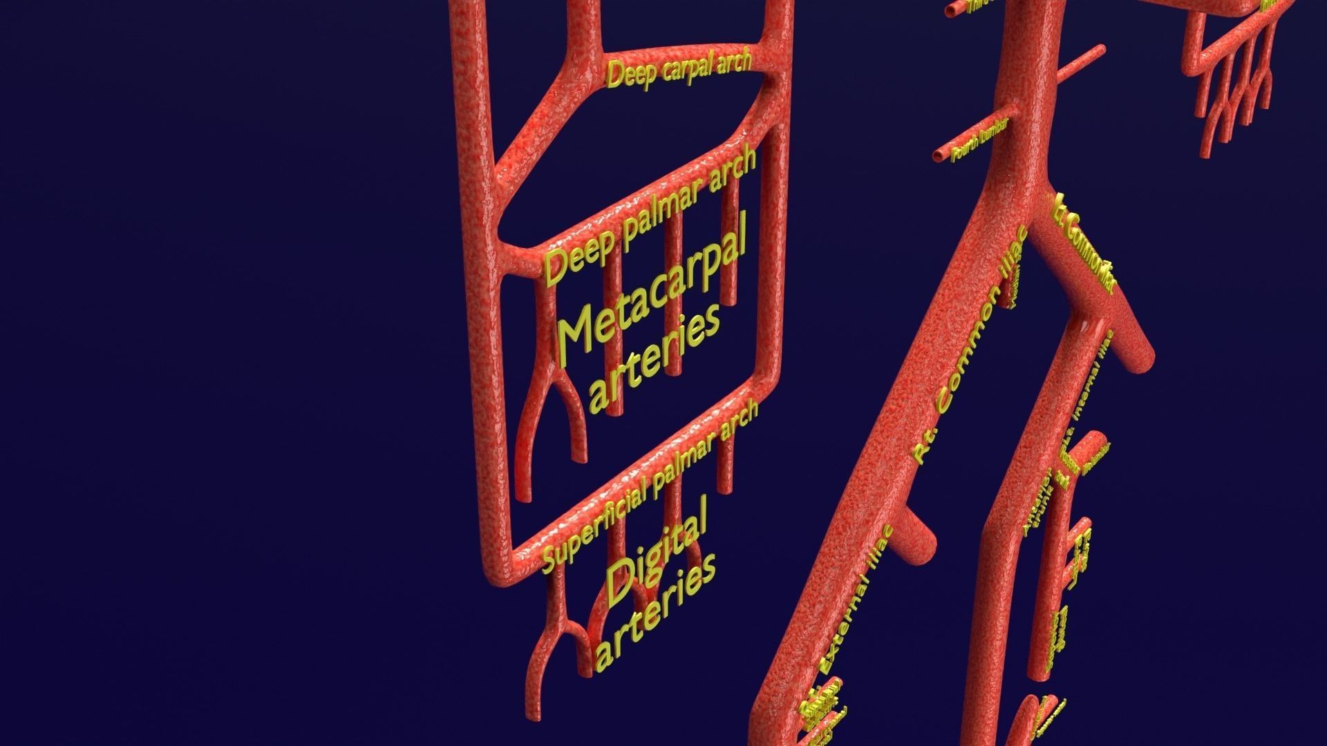 Human arterial system schematic 3D 3D model_22