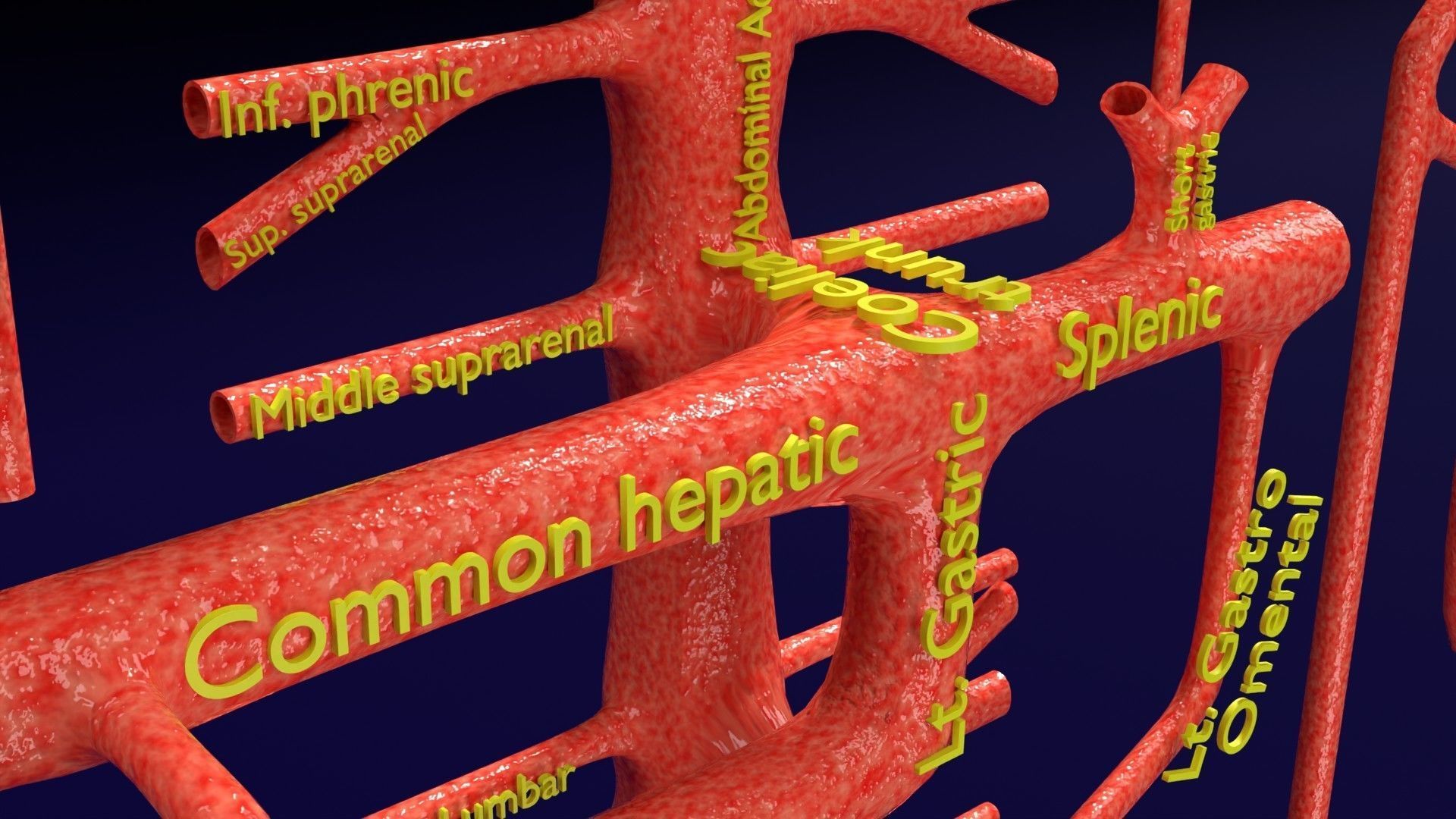 Human arterial system schematic 3D 3D model_44