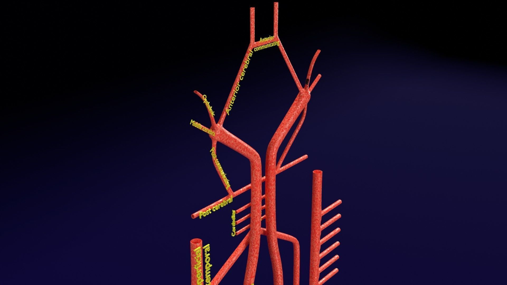 Human arterial system schematic 3D 3D model_4
