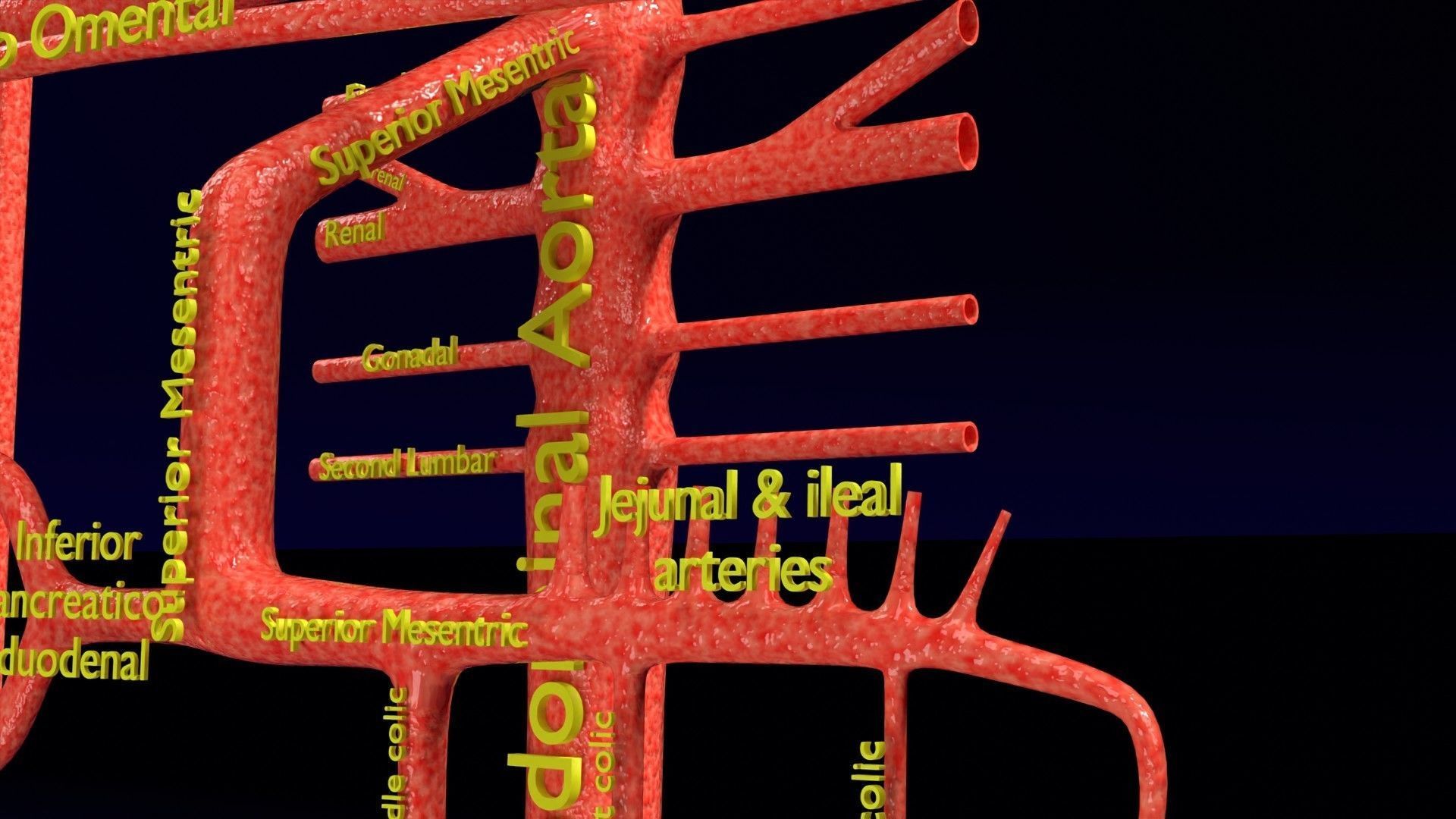 Human arterial system schematic 3D 3D model_50
