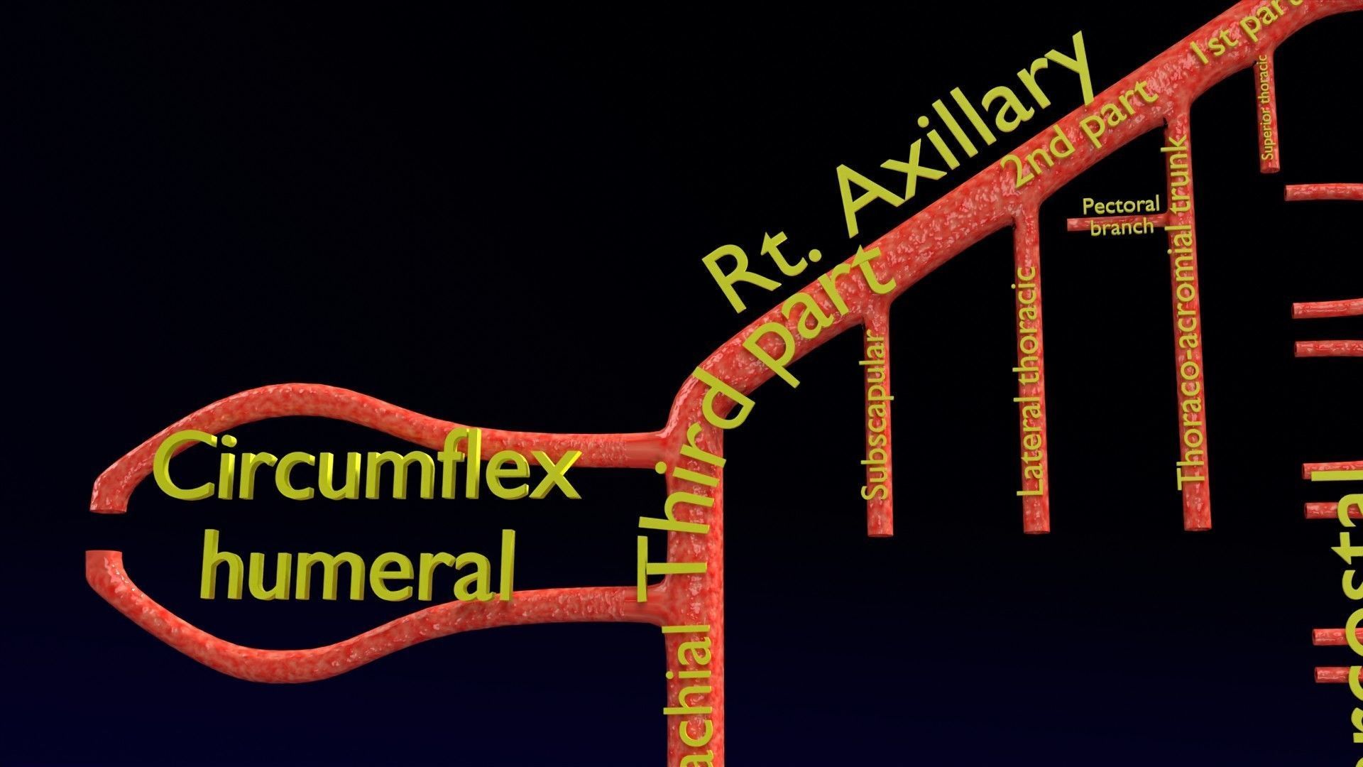Human arterial system schematic 3D 3D model_17