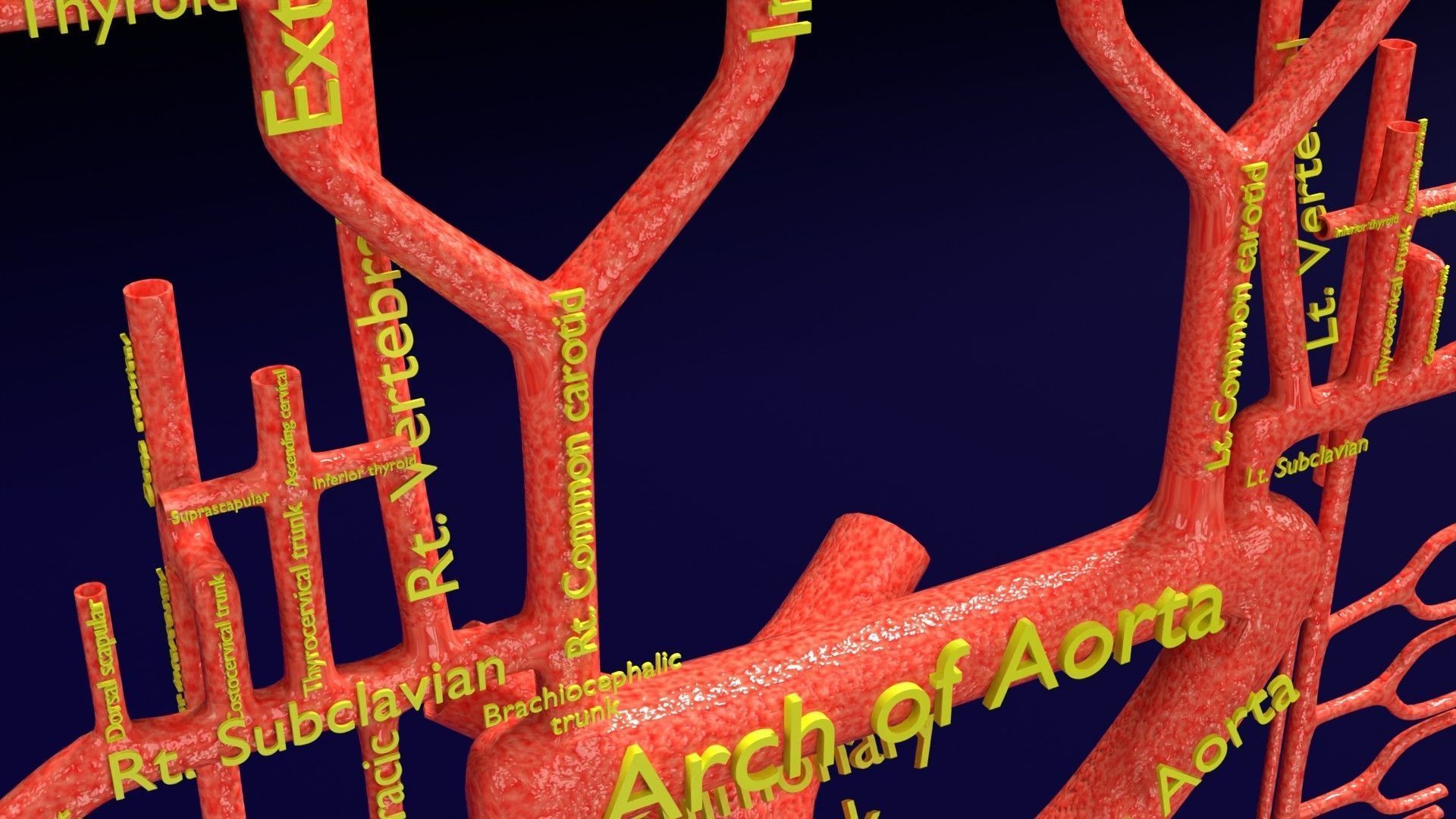 Human arterial system schematic 3D 3D model_11