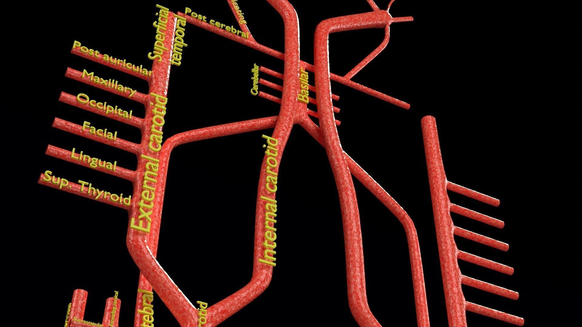 Human arterial system schematic 3D 3D model_13