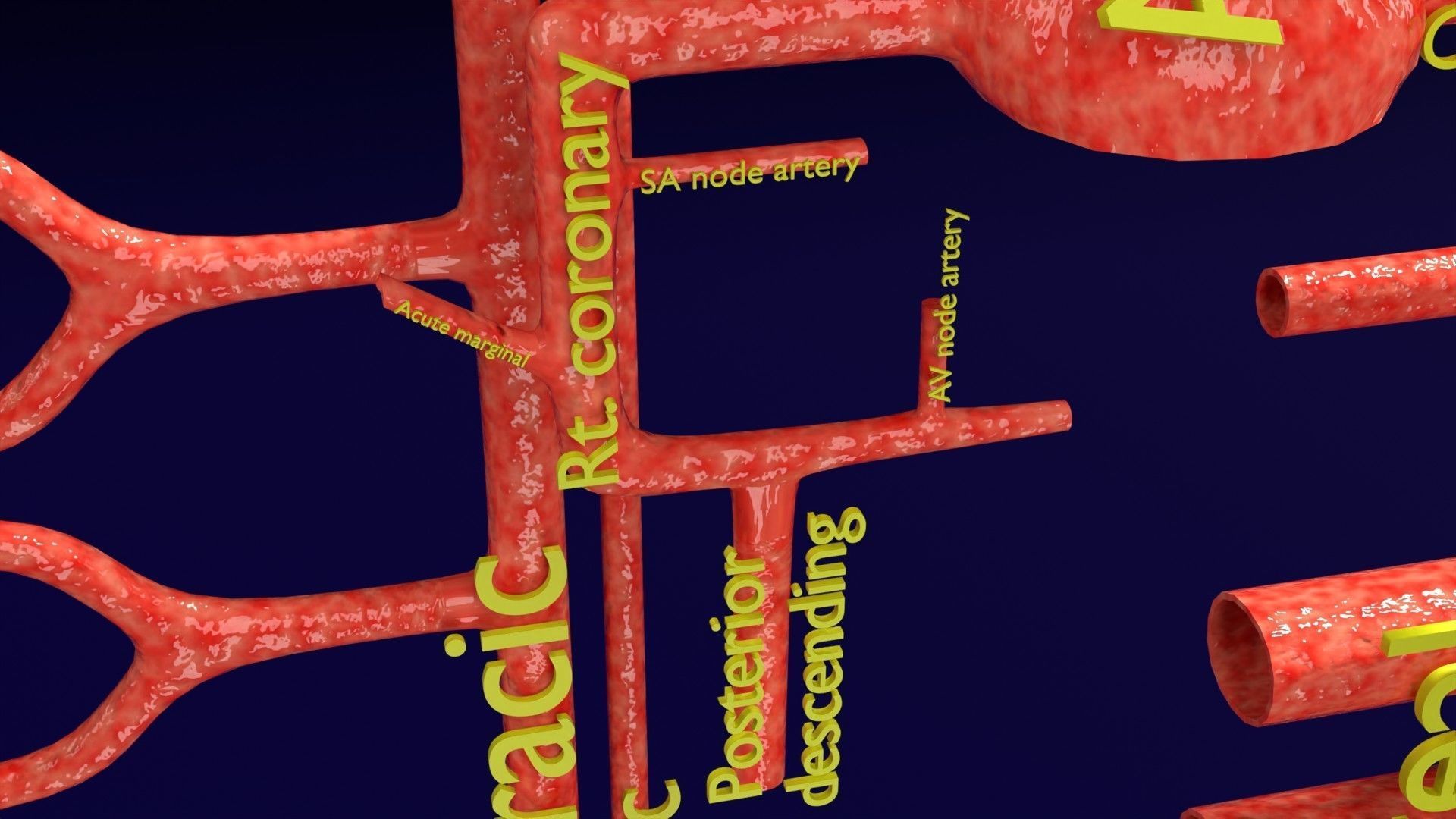 Human arterial system schematic 3D 3D model_35