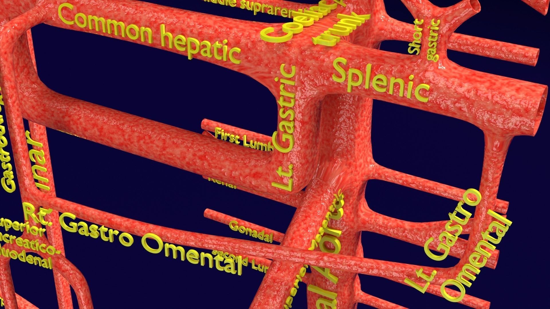 Human arterial system schematic 3D 3D model_42