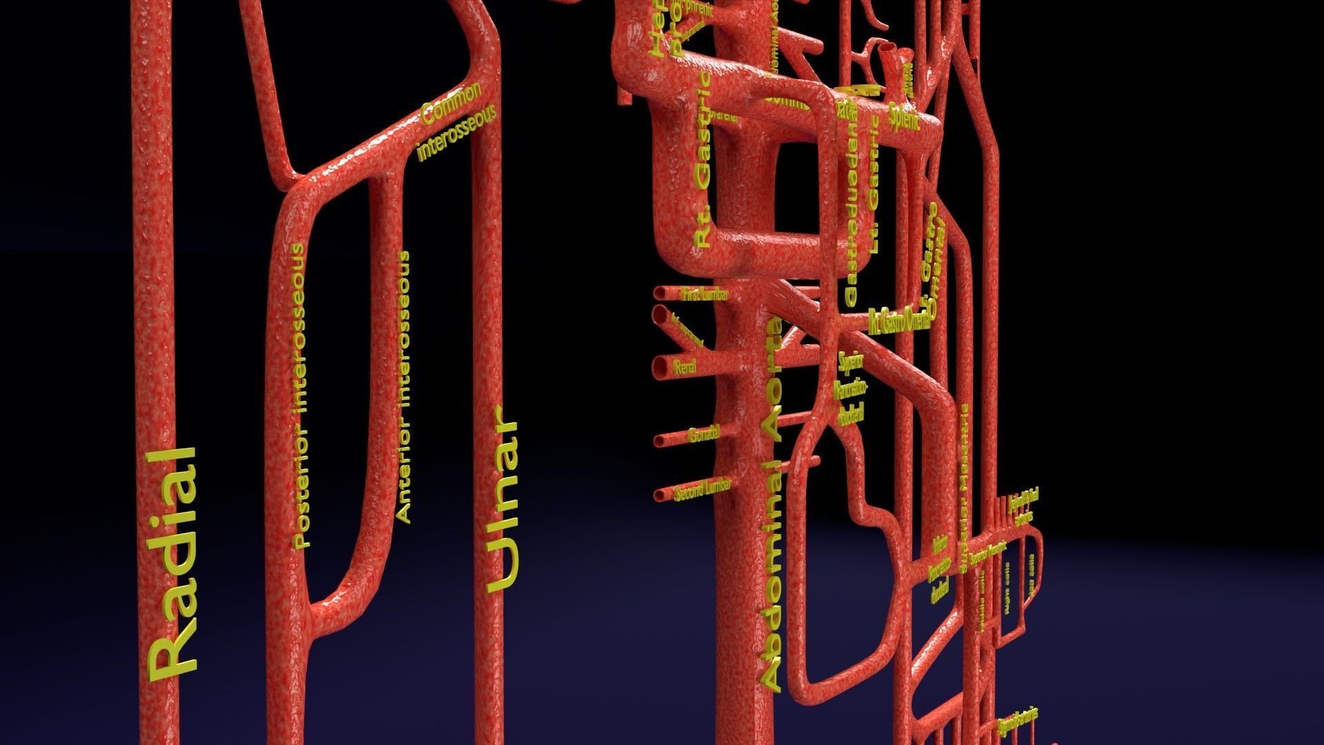 Human arterial system schematic 3D 3D model_23