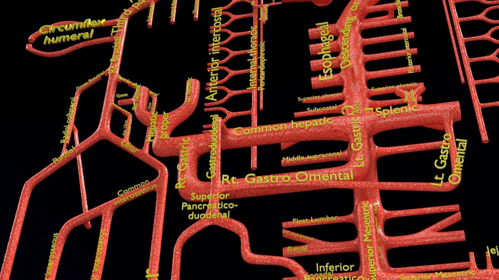 Human arterial system schematic 3D 3D model_62
