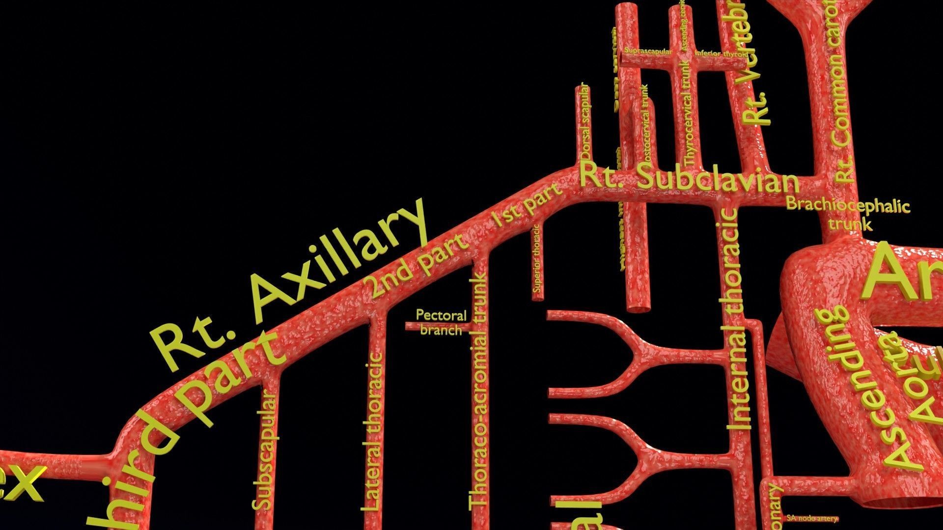 Human arterial system schematic 3D 3D model_16