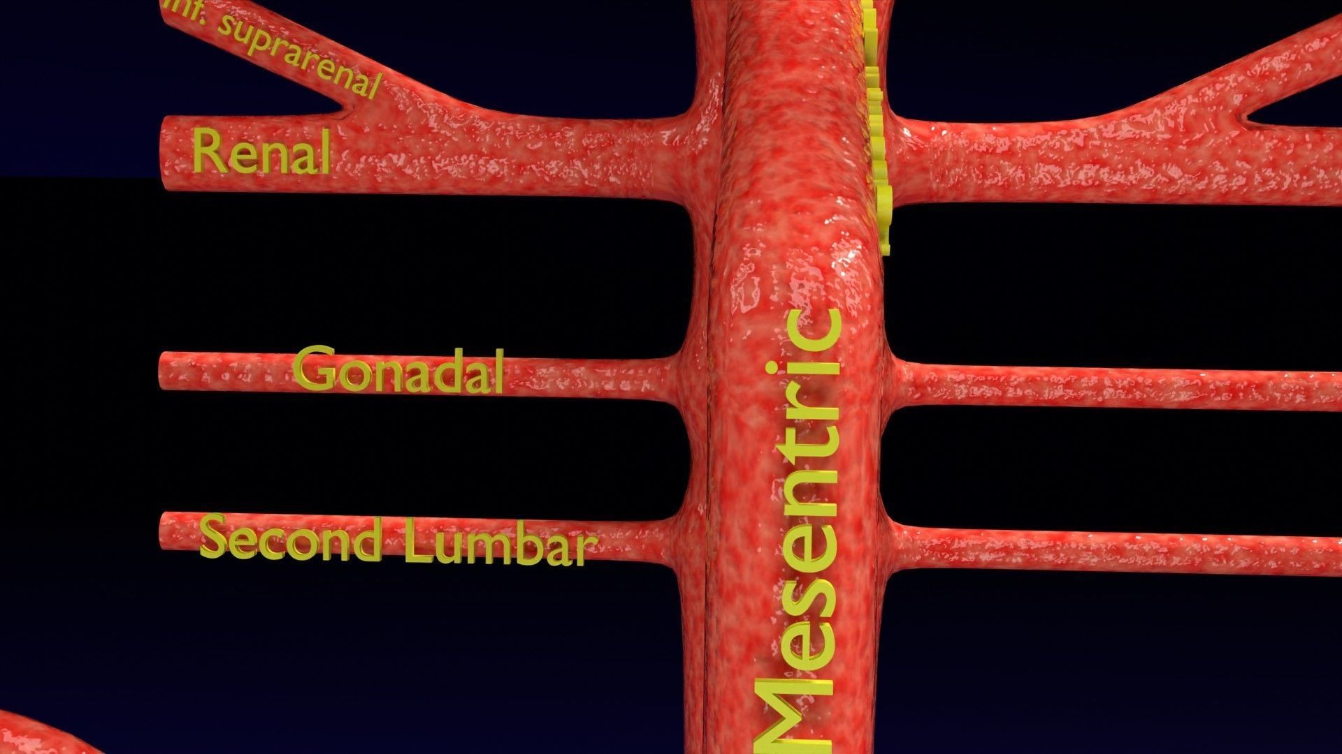 Human arterial system schematic 3D 3D model_54