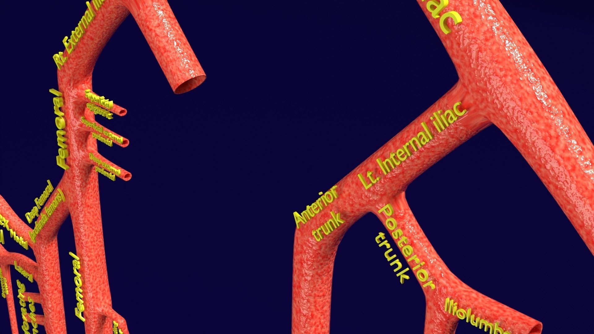 Human arterial system schematic 3D 3D model_65
