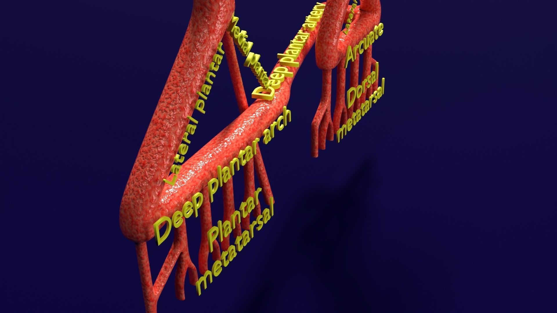 Human arterial system schematic 3D 3D model_77