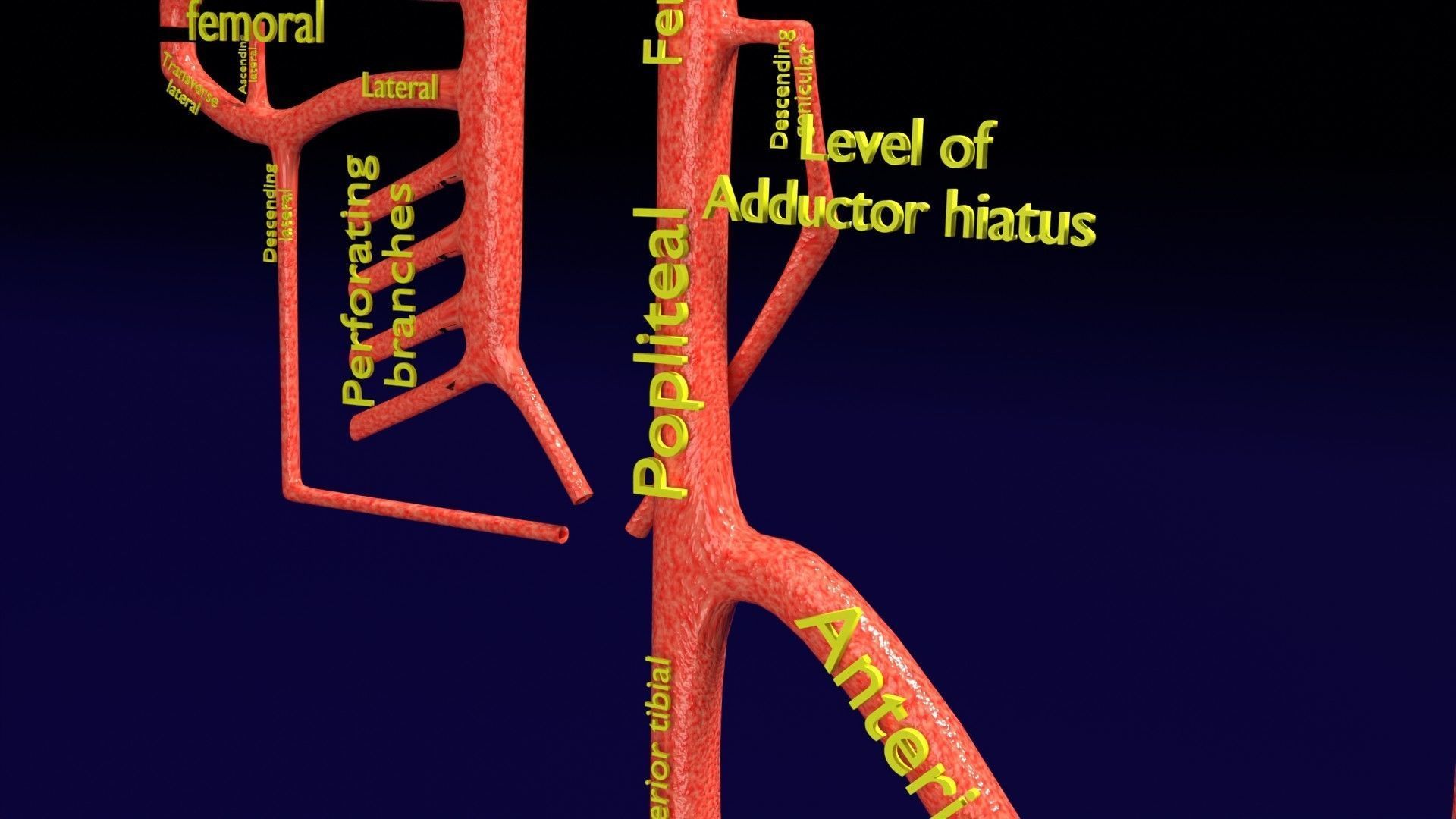 Human arterial system schematic 3D 3D model_70