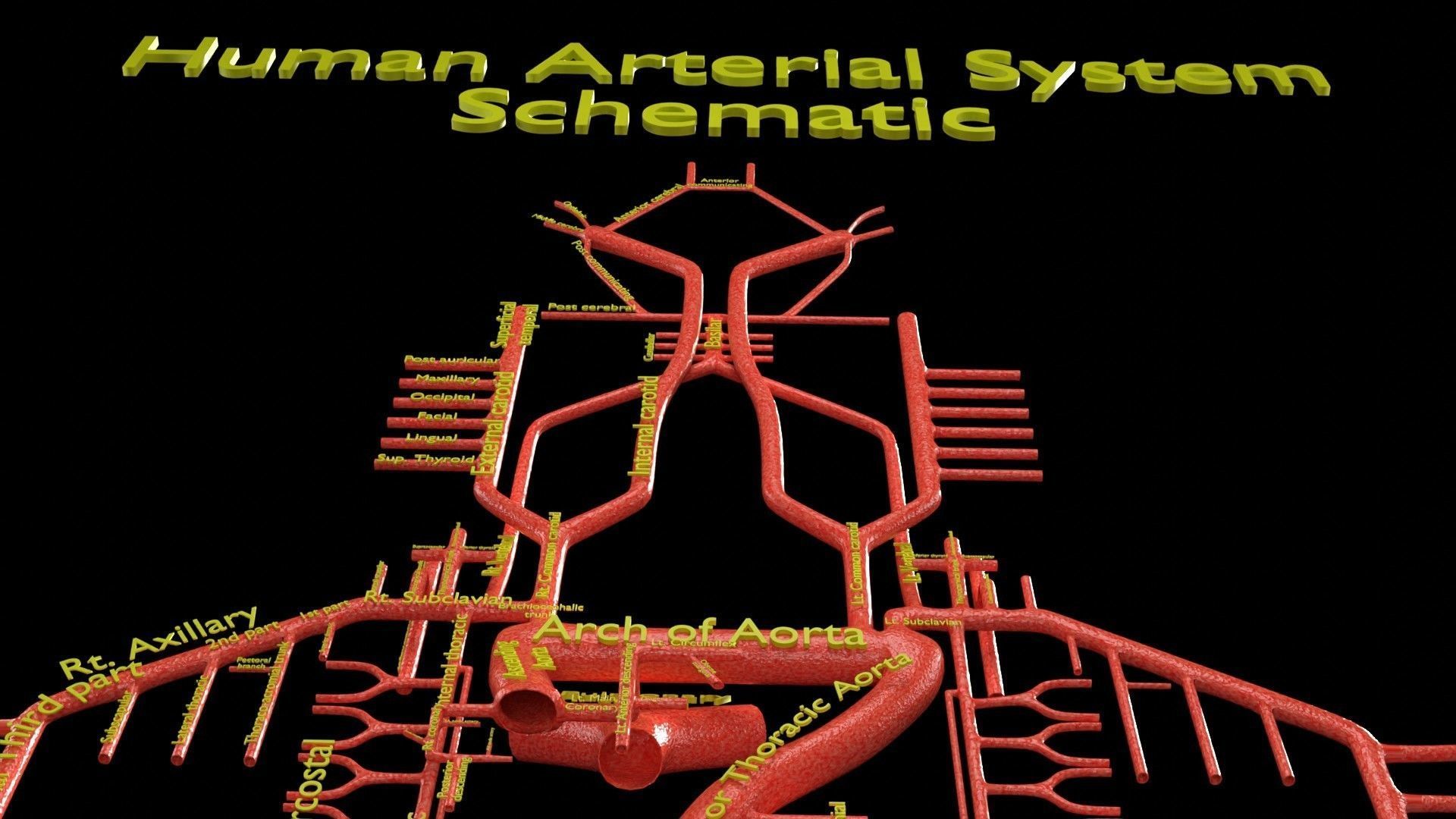Human arterial system schematic 3D 3D model_61