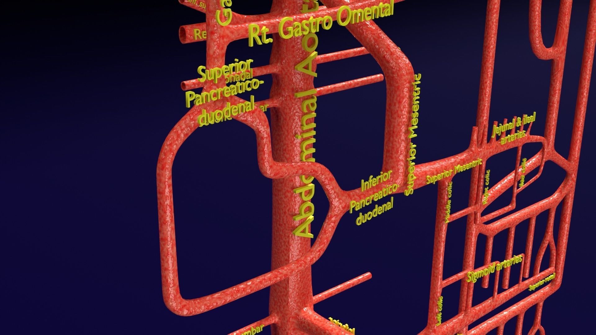 Human arterial system schematic 3D 3D model_48