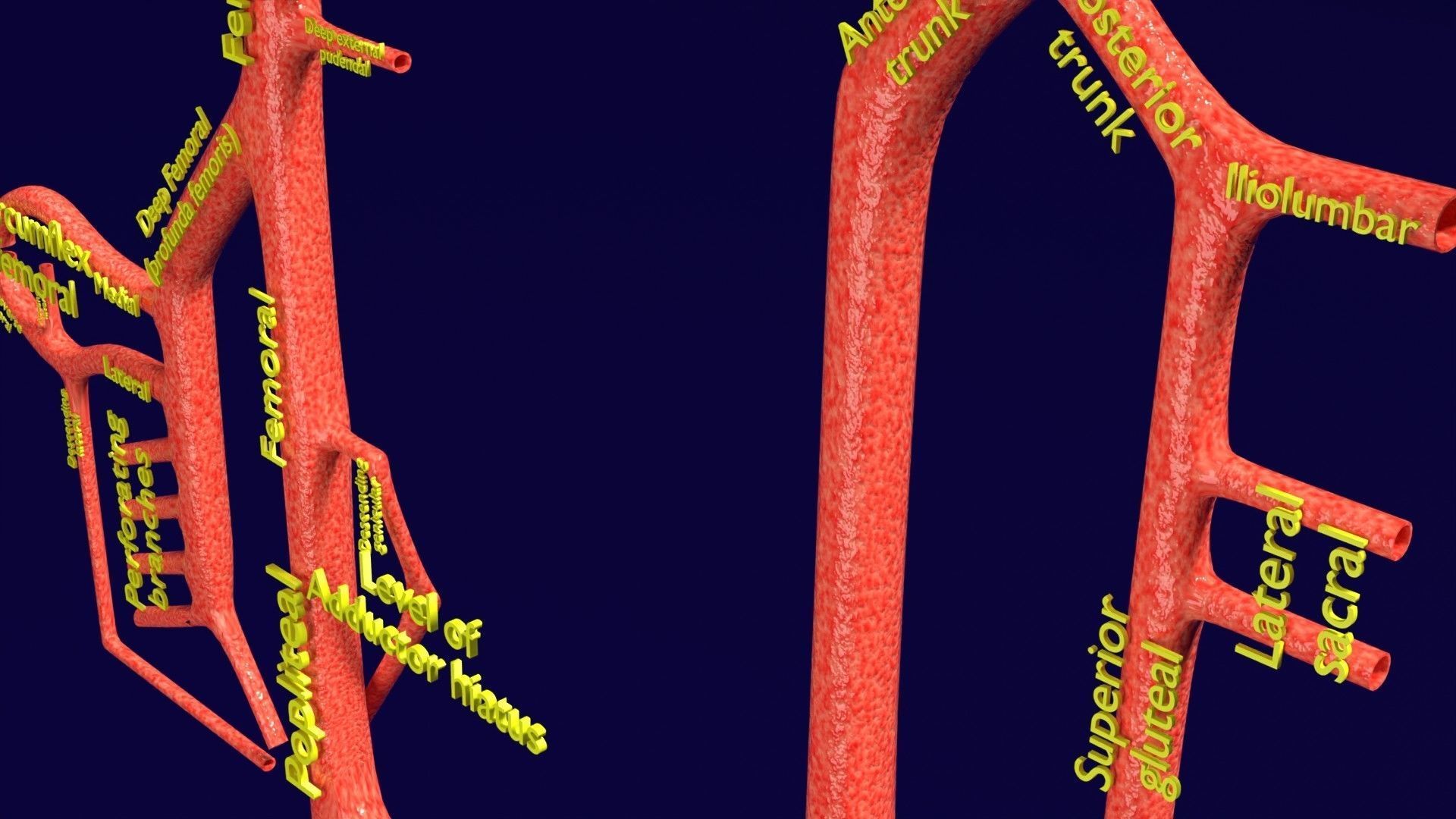 Human arterial system schematic 3D 3D model_66
