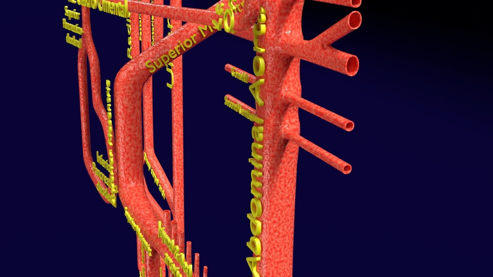 Human arterial system schematic 3D 3D model_51