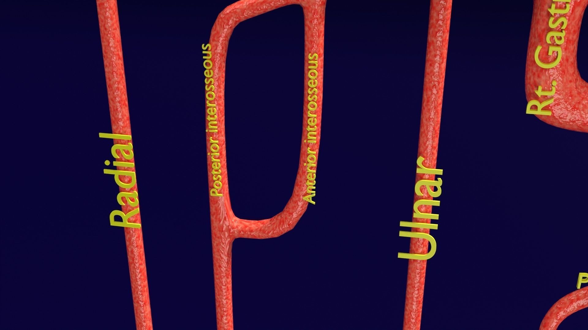 Human arterial system schematic 3D 3D model_20