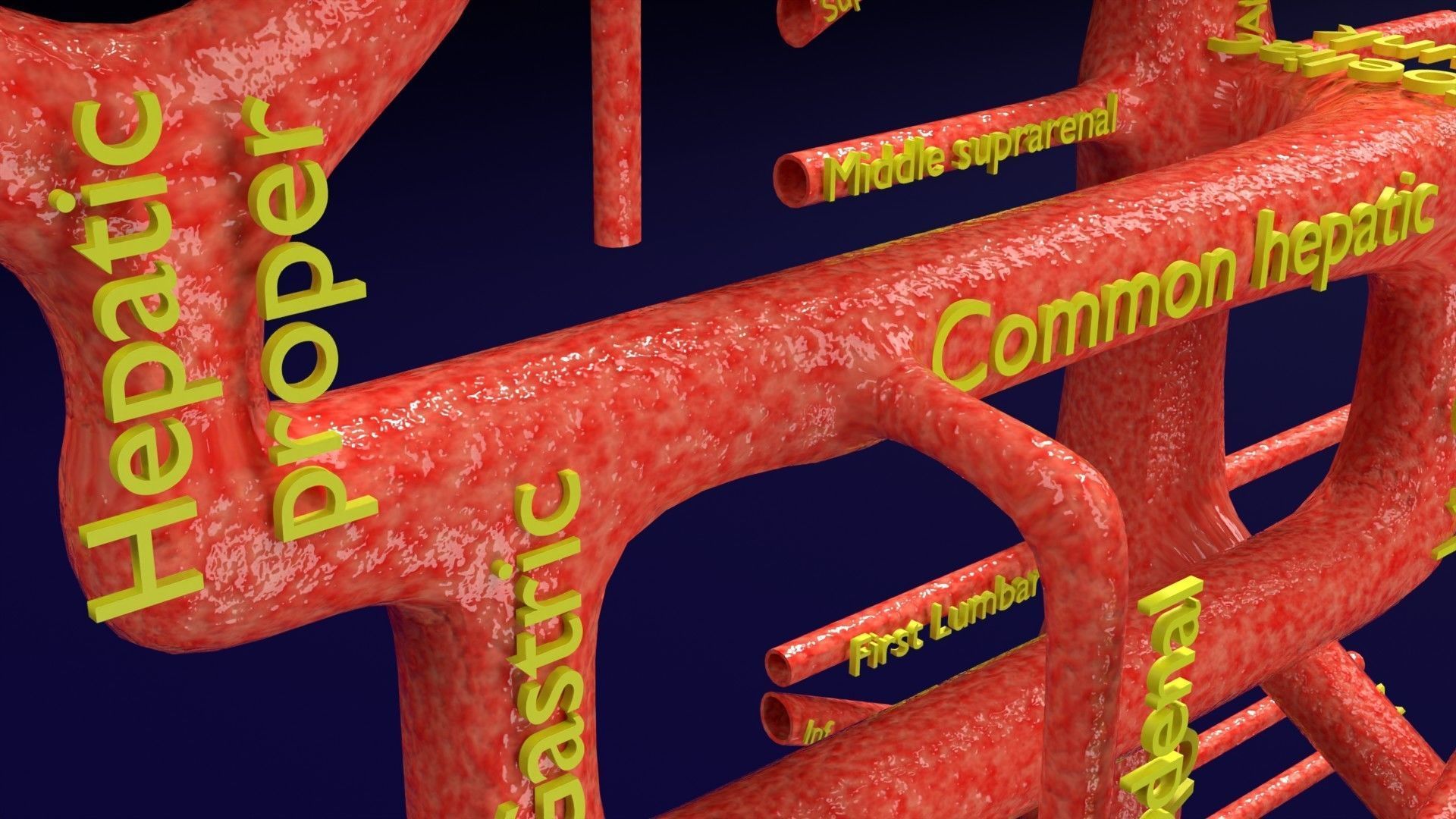 Human arterial system schematic 3D 3D model_45