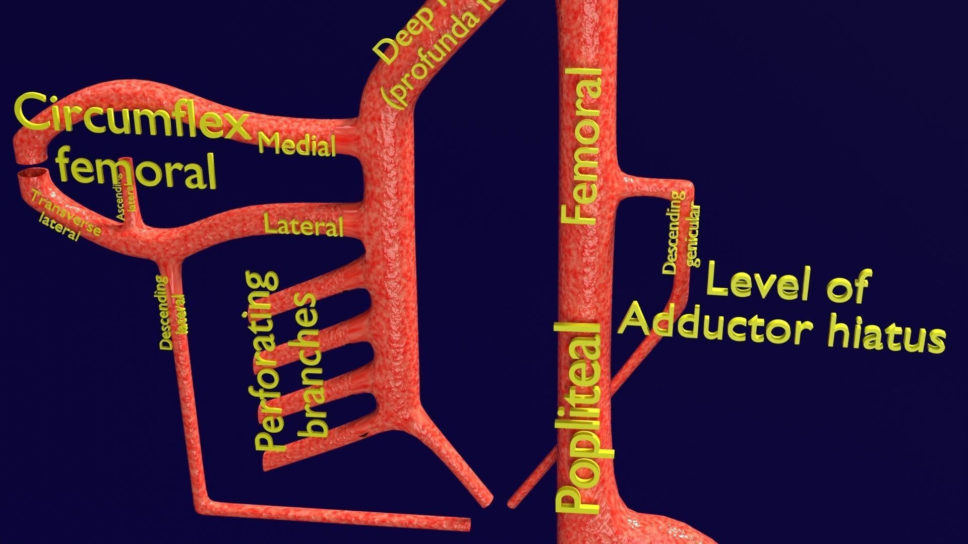 Human arterial system schematic 3D 3D model_73