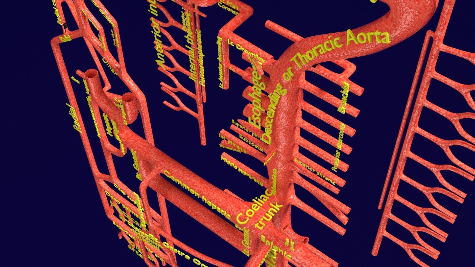 Human arterial system schematic 3D 3D model_83