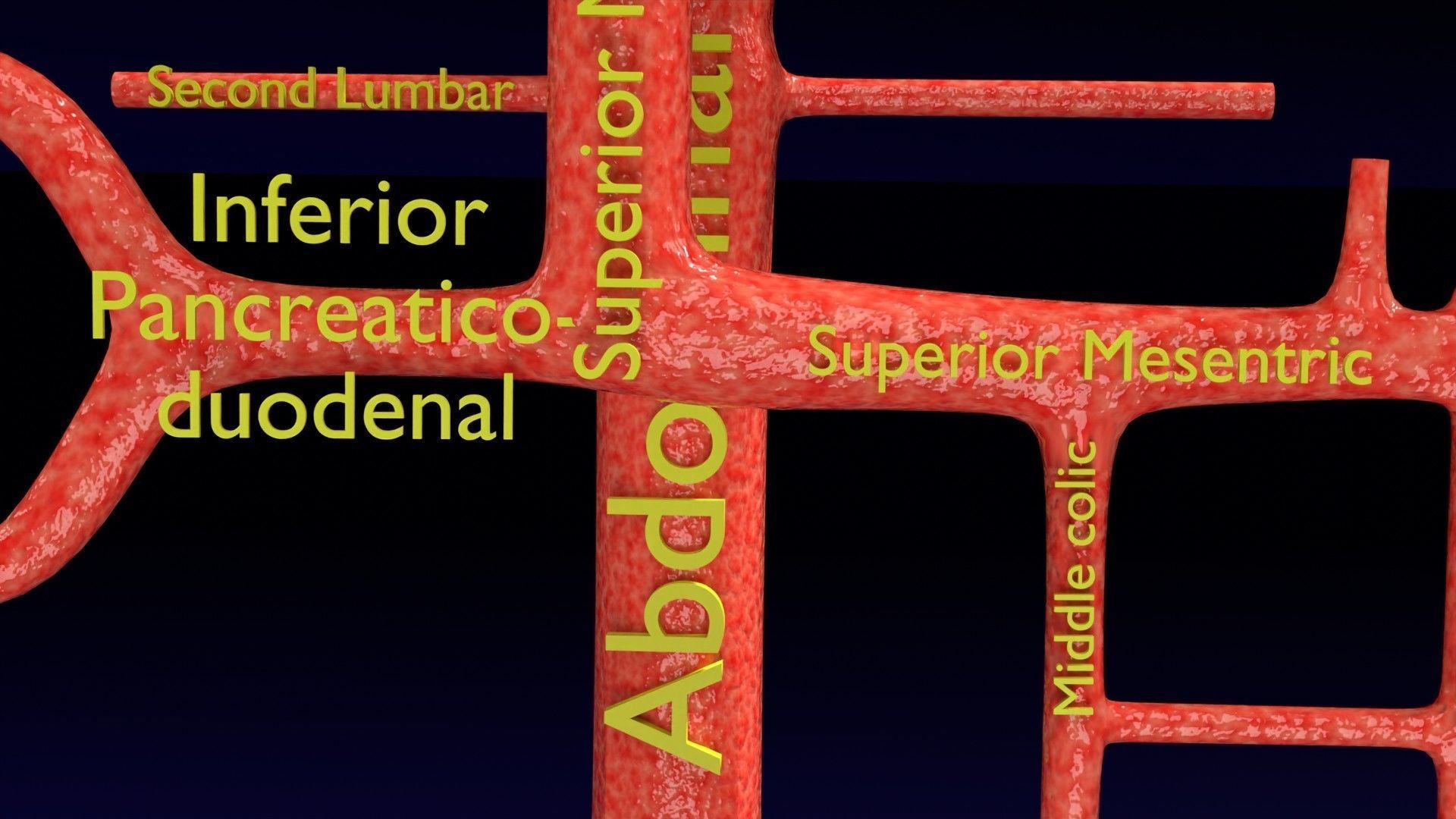 Human arterial system schematic 3D 3D model_55