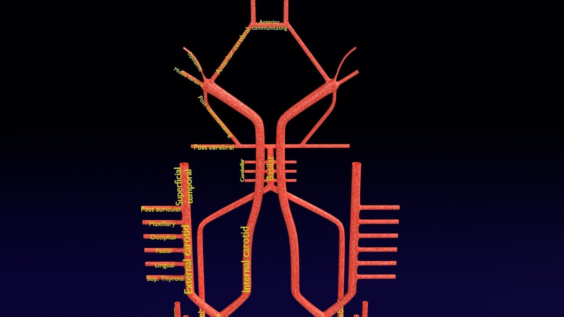 Human arterial system schematic 3D 3D model_2