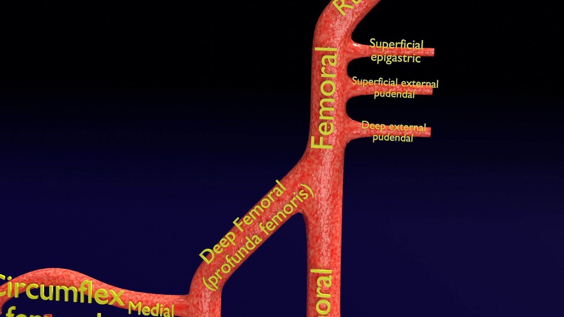 Human arterial system schematic 3D 3D model_72