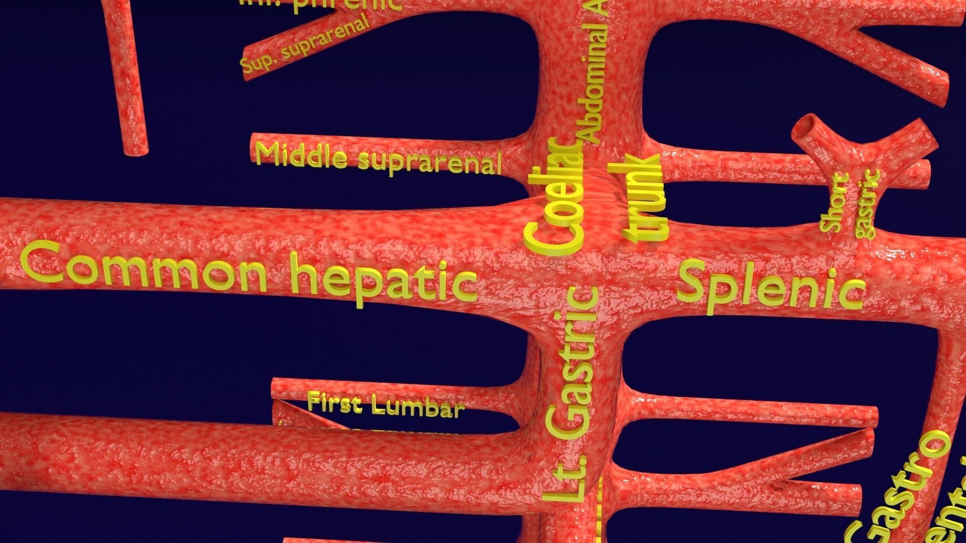 Human arterial system schematic 3D 3D model_41