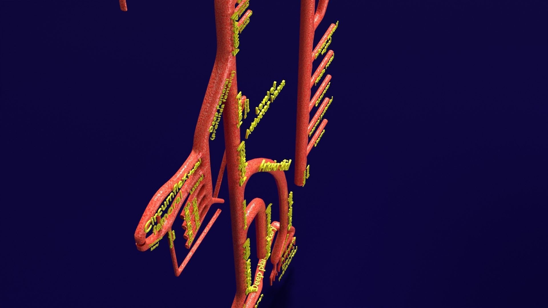 Human arterial system schematic 3D 3D model_26