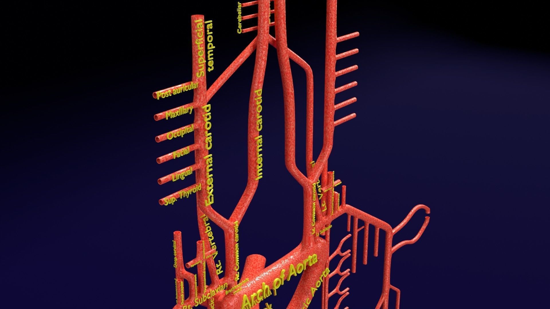 Human arterial system schematic 3D 3D model_5