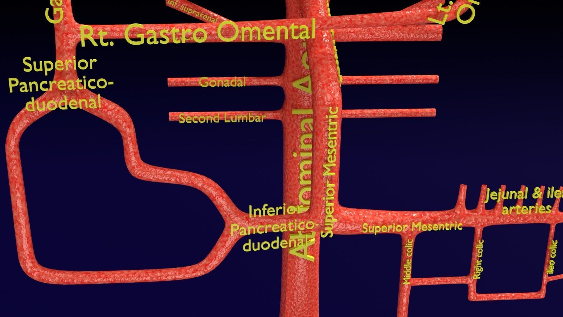 Human arterial system schematic 3D 3D model_49