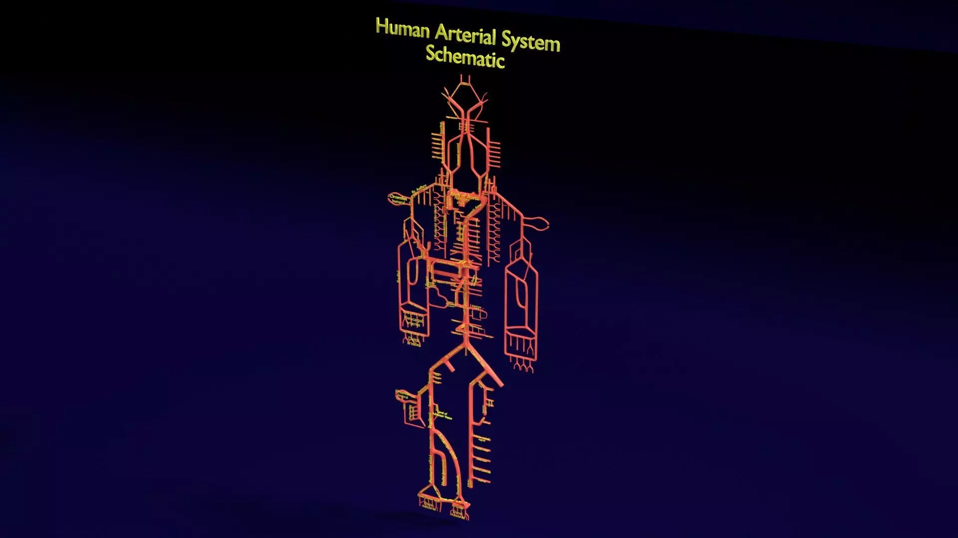 Human arterial system schematic 3D 3D model_0