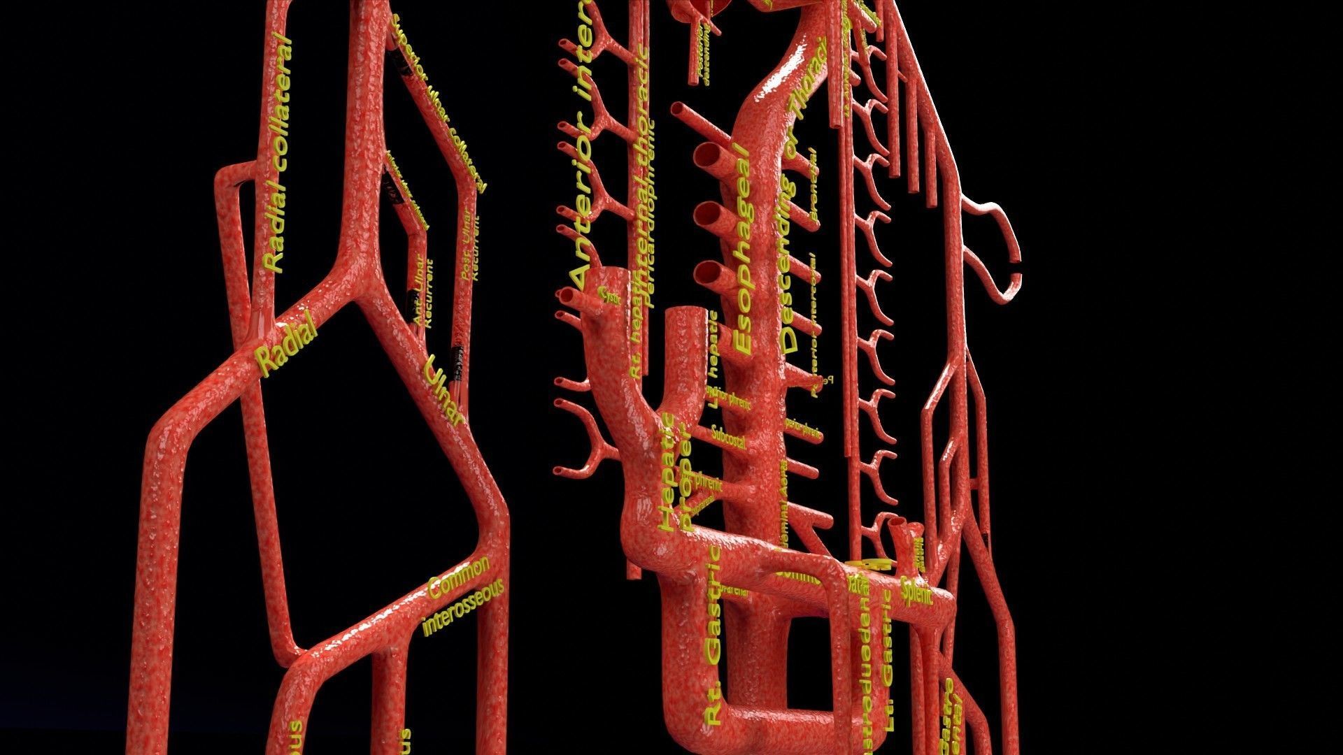 Human arterial system schematic 3D 3D model_24