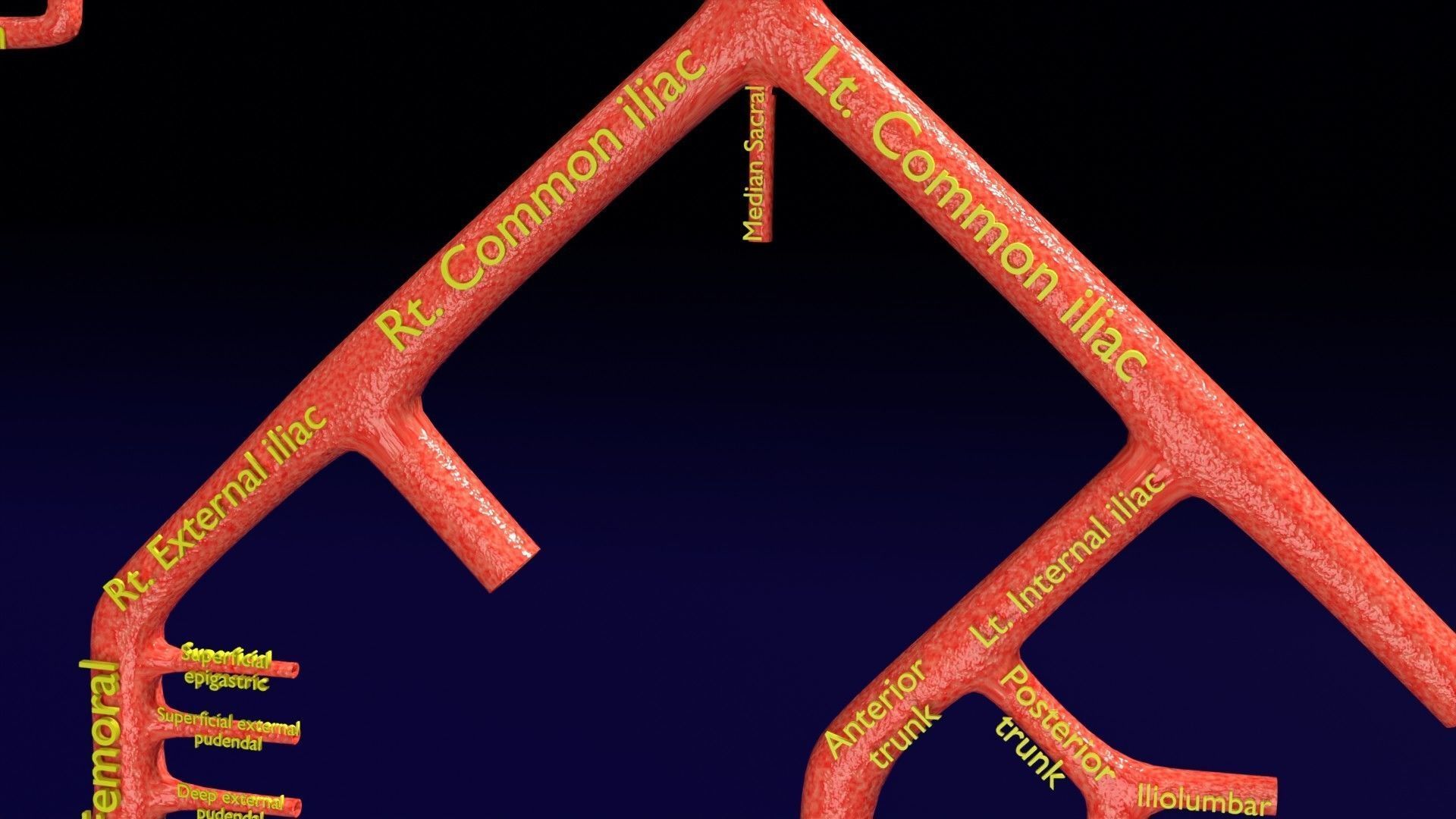 Human arterial system schematic 3D 3D model_63