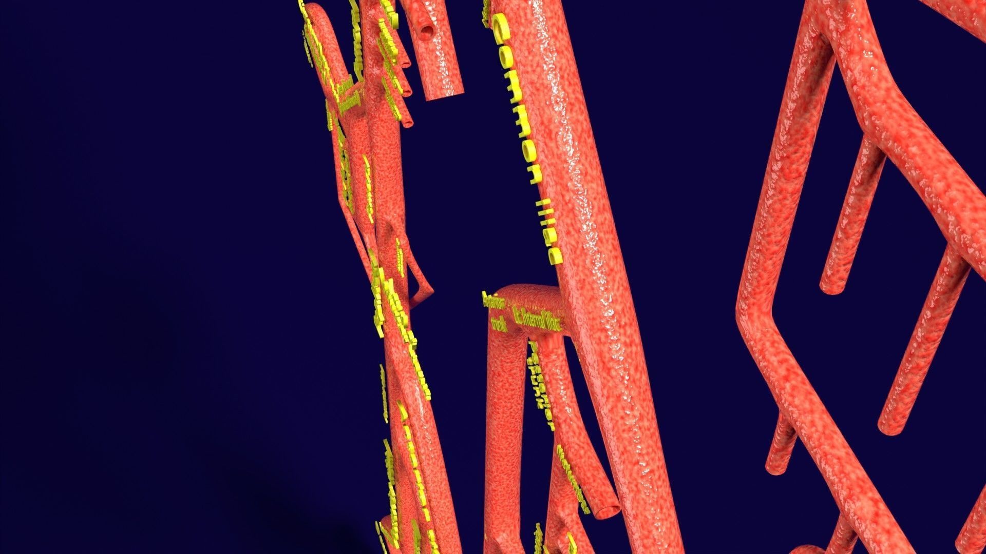 Human arterial system schematic 3D 3D model_53