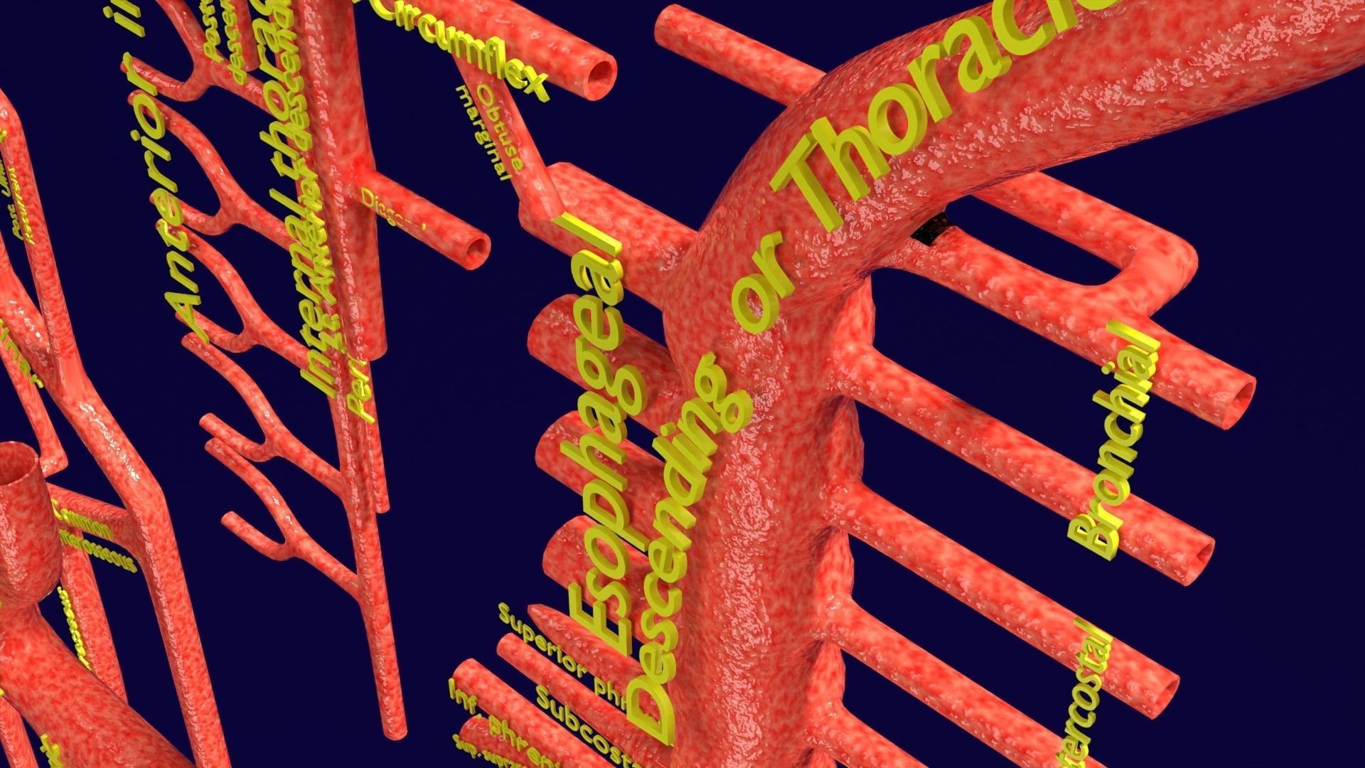 Human arterial system schematic 3D 3D model_38