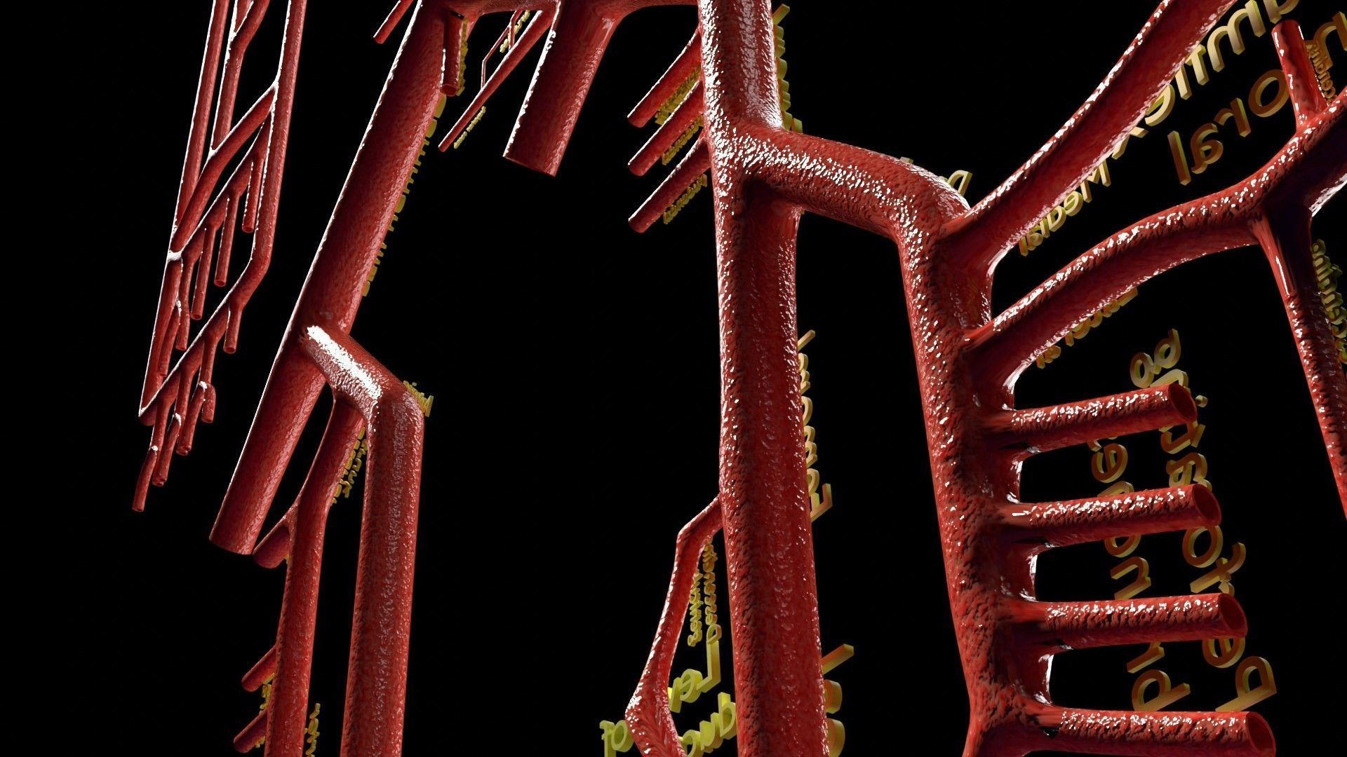 Human arterial system schematic 3D 3D model_79