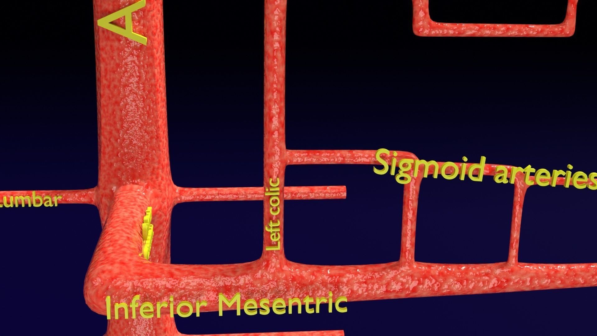 Human arterial system schematic 3D 3D model_57