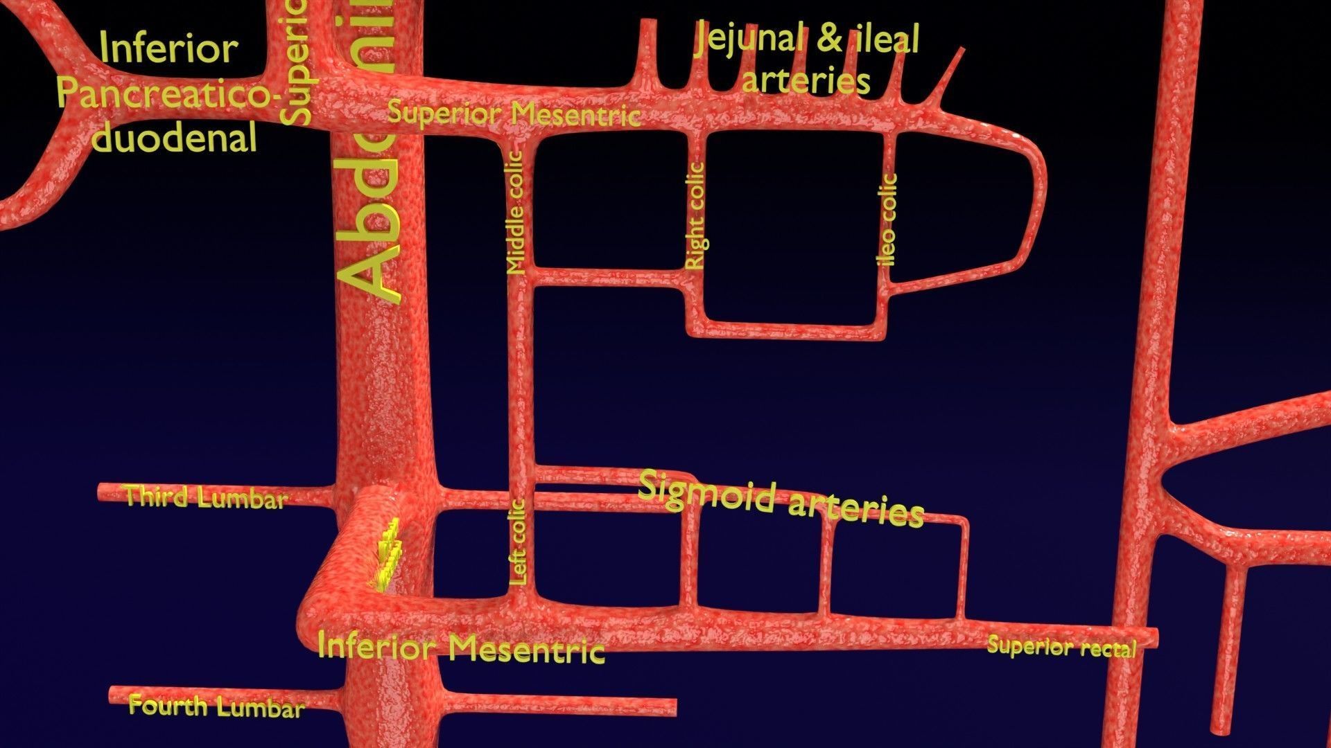 Human arterial system schematic 3D 3D model_58